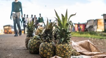 Biggest Human Rights Violations Uncovered at Del Monte Farm in Kenya