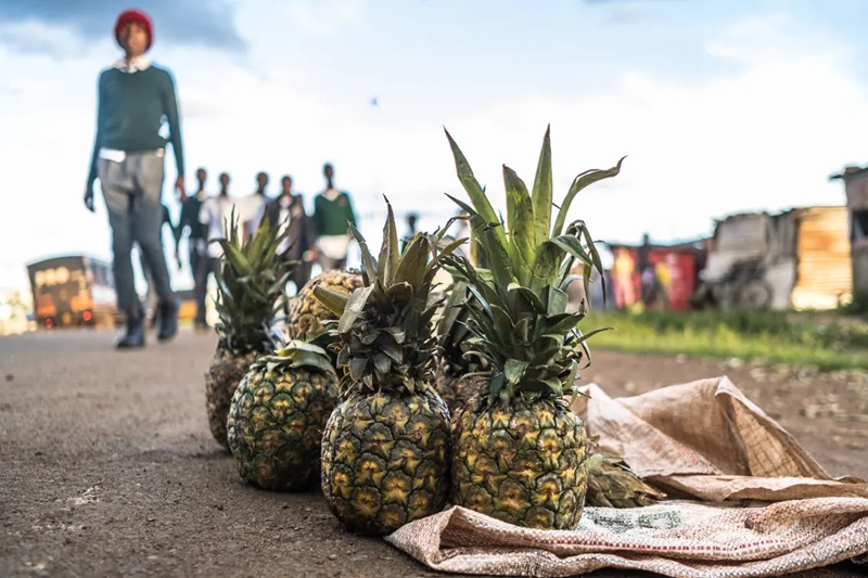 Biggest Human Rights Violations Uncovered at Del Monte Farm in Kenya