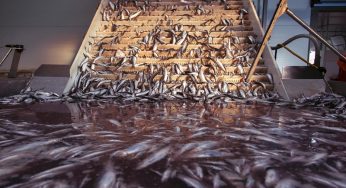 Canada’s Lagging Response to Seafood Supply Chain Issues: