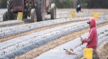 Canada: Migrant workers need Covid-19 testing and vaccine as agriculture season approaches