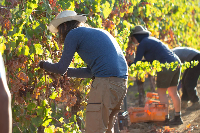 The New Zealand government's recent changes to visa rules claim that Low-skilled Migrant Workers Face Even Worse Exploitation