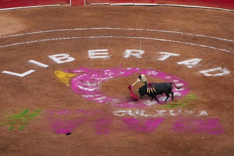 human rights amp animal welfare the controversial mexico bullfighting