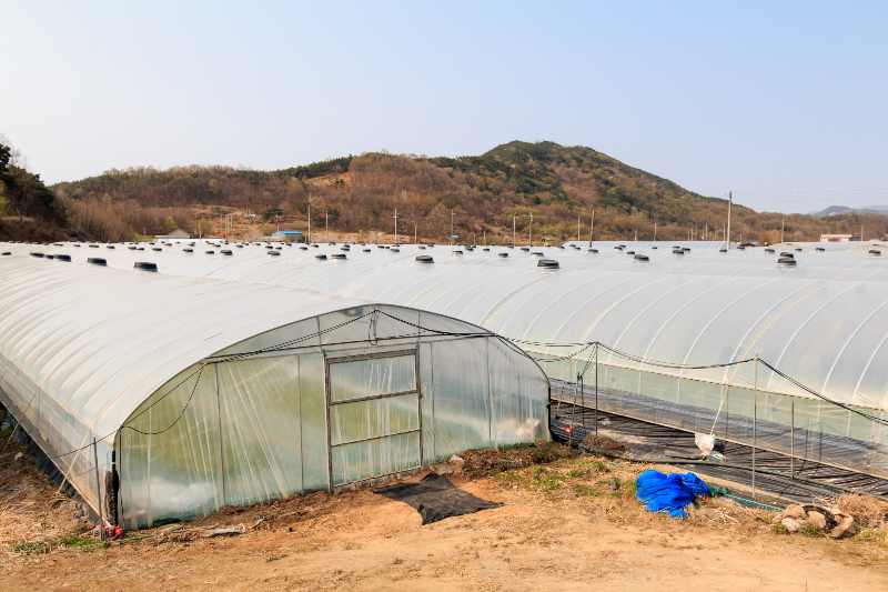 South Korea bans vinyl greenhouses following the demise of Cambodian worker